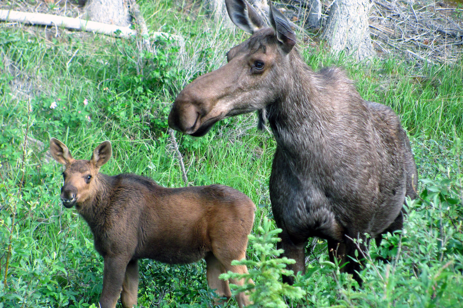 Moose / Elk Facts and Adaptations Alces alces